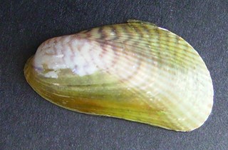 Asian date mussel
